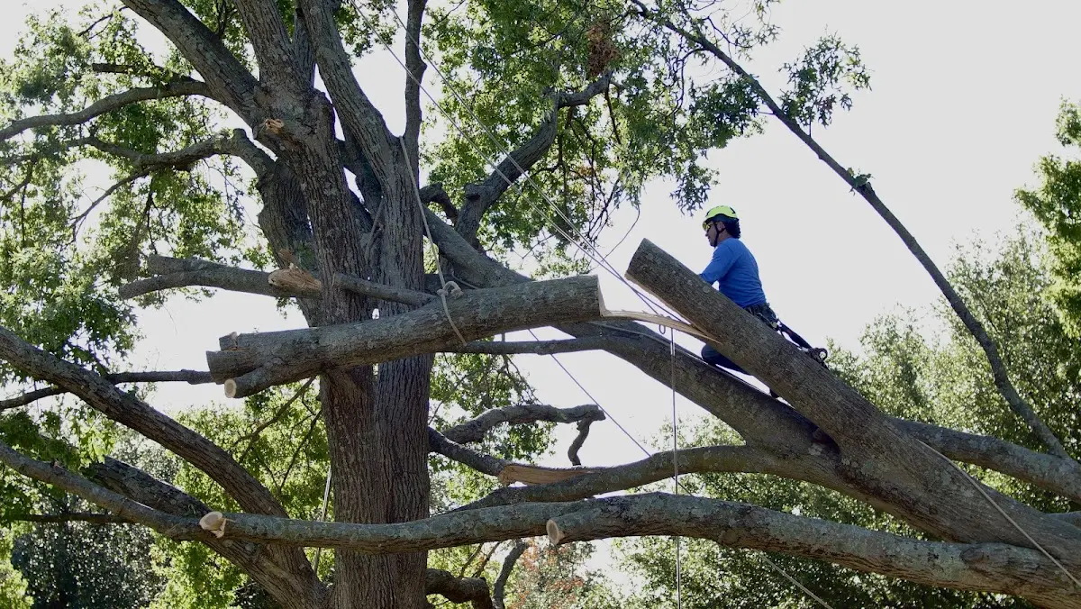 Professional Hazardous Tree Removal performed by certified arborists in Fortson